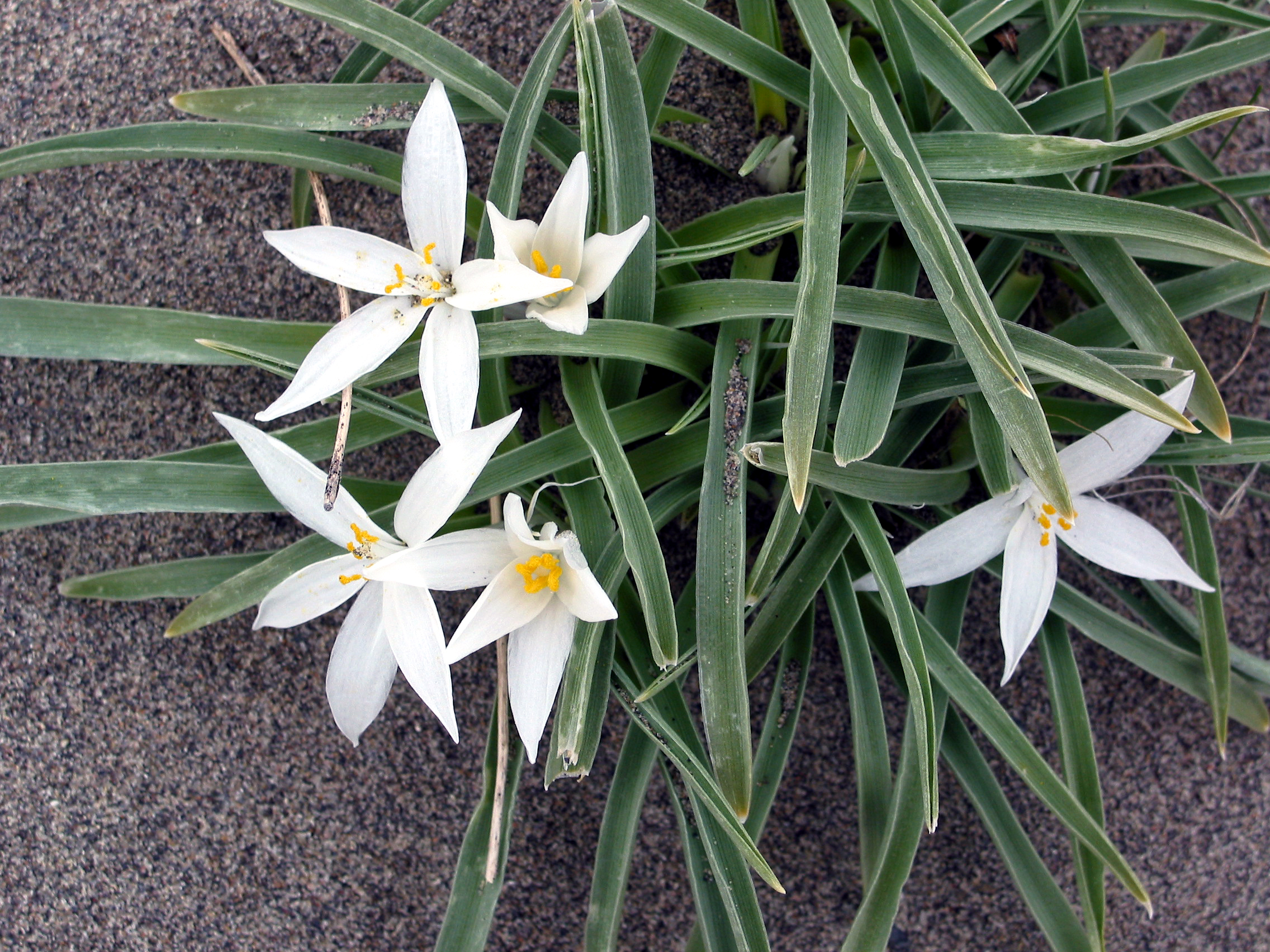 sand lily, star lily, mountain lily (Leucocrinum montanum)